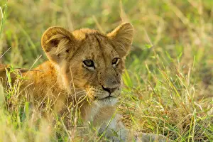 Hunter: Lion