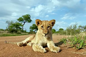 Zimbabwe: Lion