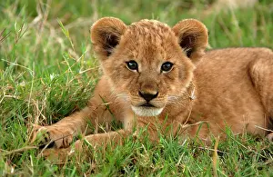 Massai: Lion (Panthera leo), cub, Masai Mara, Kenya, Africa