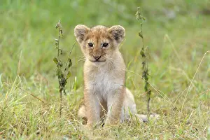 Gaze: Lion (Panthera leo) cub, Massai Mara, Serengeti