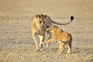 Ngorongoro: Lion