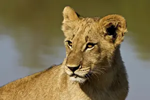 Zimbabwe: Lion