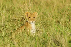 Hunter: Lion
