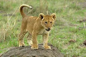 Massai: Lion (Panthera leo), cub, standing on rock, Masai