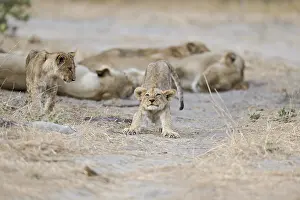 Khwai: Lion (Panthera leo) cub stretching, Khwai, Botswana