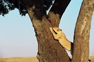 Scratch: Lion