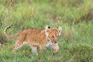 Blur: Lion (Panthera leo), cub walking, Masai Mara National