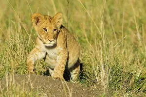 Hunter: Lion
