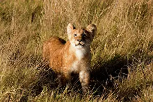 Okanvango: Lion