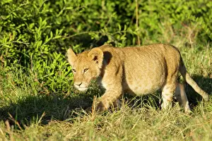 Predate: Lion
