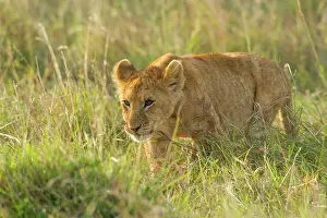 Predate: Lion