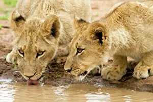 Zimbabwe: Lion