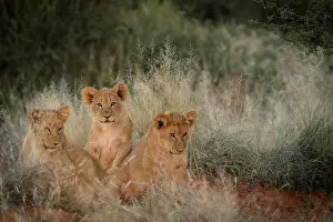 Litters: Lion (panthera leo) cubs in grass. South Africa