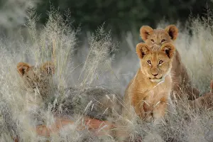 Litters: Lion (Panthera leo) cubs. Kalahari, South Africa