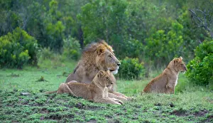 Preserves: Lion (Panthera leo) with two cubs, Masai Mara National