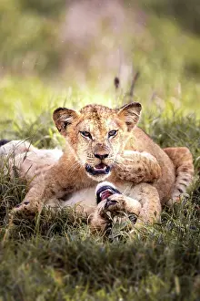 Bushes: Lion (Panthera leo) two cubs playing in the green