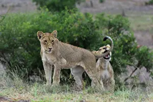 Transborder: Lion (Panthera leo) cubs playing, Kruger national