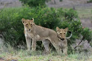 Transborder: Lion (Panthera leo) cubs playing, Kruger national