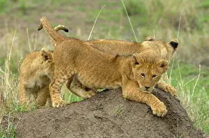 Termite: Lion (Panthera leo), three cubs, playing on termite