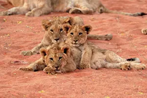 Tswalu: Lion (Panthera leo), three cubs, siblings, alert