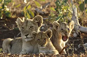 Mpumalanga: Lion (Panthera leo) cubs, South Africa, Mpumala
