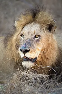 Sabi: Lion