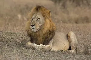 Bushveld: Lion