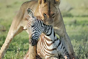 Dragging: Lion