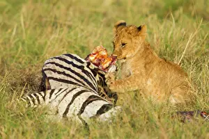 Predate: Lion