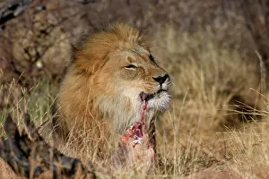 Otjiwarongo: Lion (Panthera leo) eating prey, Okonjima Nature