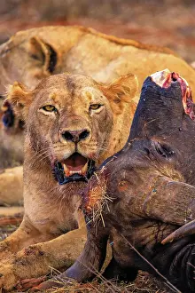 Syncerus: Lion (Panthera leo) female several big cats, eating