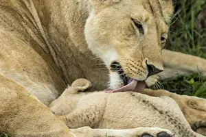 Lick: Lion (Panthera leo), female licking her babies