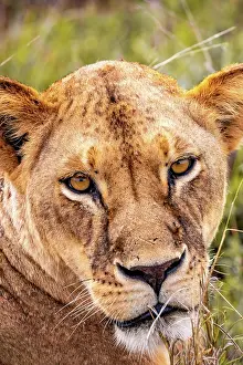Bushes: Lion (Panthera leo) female lioness lying in the