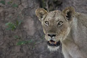 Mana: Lion (Panthera leo) Female, Mana pools National
