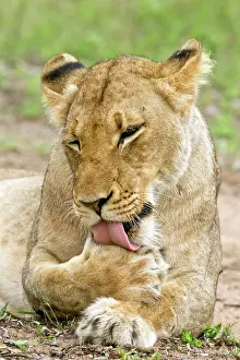 Relaxing: Lion