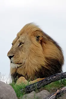 Proud: Lion