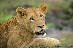 Siestas: Lion (panthera leo) juvenile. South Africa