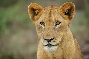 Siestas: Lion (panthera leo) juvenile. South Africa