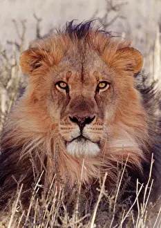 Staring: Lion