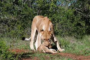 Kariega: Lion (Panthera leo), Kariega Game Reserve