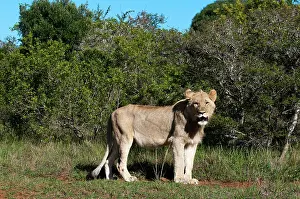 Kariega: Lion (Panthera leo), Kariega Game Reserve