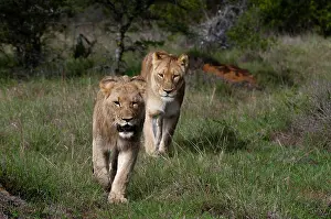 Kariega: Lion (Panthera leo), Kariega Game Reserve