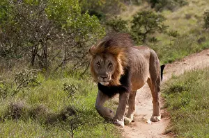 Kariega: Lion (Panthera leo), Kariega Game Reserve