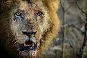 Connective: Lion (Panthera leo). Kruger National Park. Mpumalanga