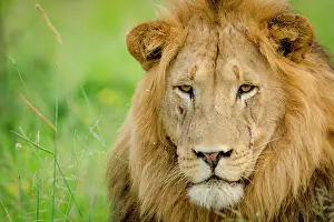 Zulu: Lion (Panthera leo). KwaZulu Natal. South Africa