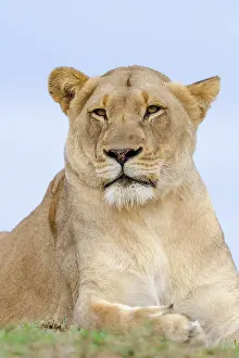 Glances: Lion (Panthera leo). KwaZulu Natal. South Africa