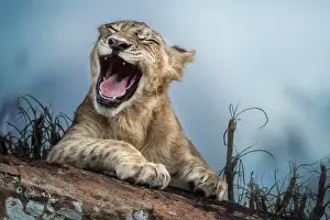 Grimace: Lion (Panthera leo) Laughing cub, Tsavo National
