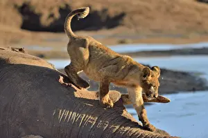 Corpse: Lion (Panthera leo) Lion cub on an elephant carcass