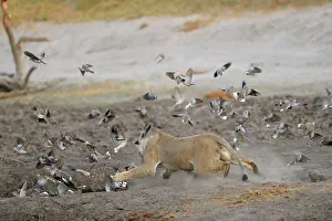 Pursue: Lion (Panthera leo) Lioness chasing doves at water