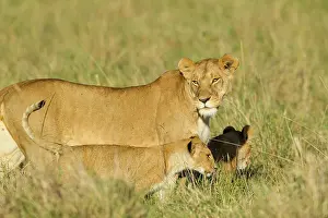 Hunter: Lion
